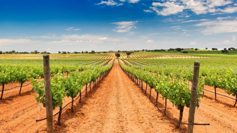 cata de vinos argelia