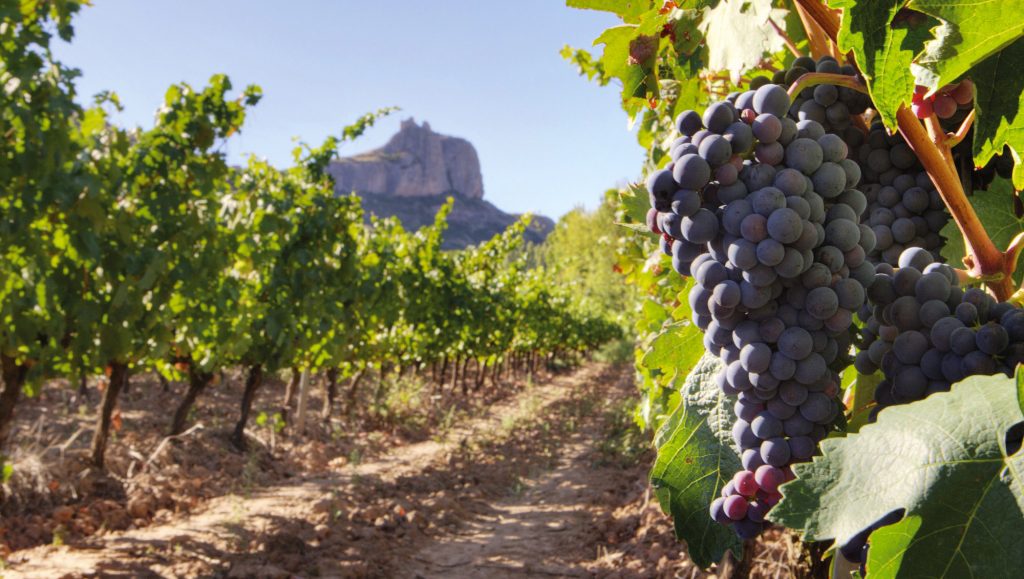 Cata de vinos viñedo