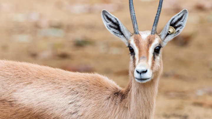 Animales y fauna autóctona de Argelia que quizás no conocías