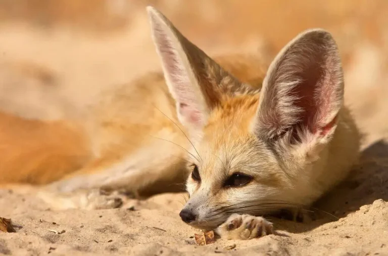Fauna de Argelia: animales entre el Mediterráneo y el Sáhara